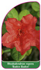 Rhododendron repens 'Baden-Baden'