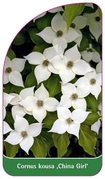 Cornus kousa 'China Girl'