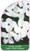 Cornus nuttallii 'Eddie's White Wonder'