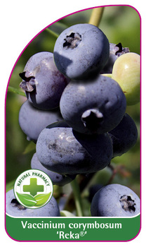 Vaccinium corymbosum 'Reka'