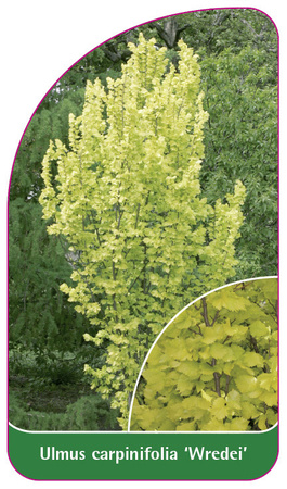 Ulmus carpinifolia 'Wredei'