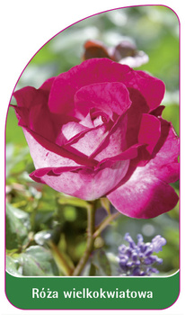 Velkokvětá růže č. 243