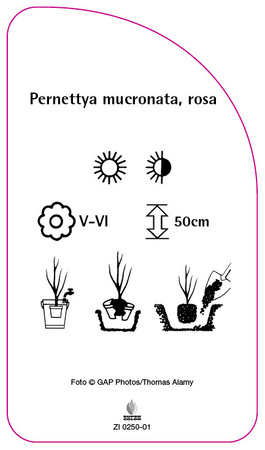 Pernettya mucronata, rosa