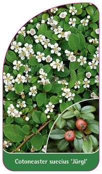 Cotoneaster suecius 'Jürgl'