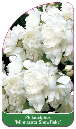 Philadelphus 'Minnesota Snowflake'