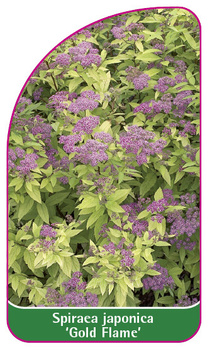 Spiraea japonica 'Gold Flame'