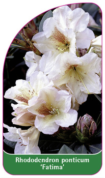 Rhododendron ponticum 'Fatima'