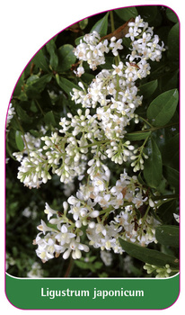 Ligustrum japonicum