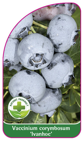 Vaccinium corymbosum 'Ivanhoe'