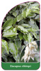 Elaeagnus ebbingei