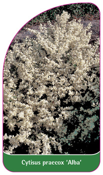 Cytisus praecox 'Alba'