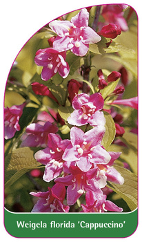 Weigela florida 'Cappuccino'