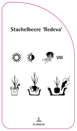 Stachelbeere 'Redeva'