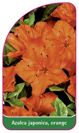 Azalea japonica, orange