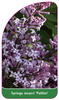Syringa meyeri 'Palibin'