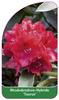 Rhododendron-Hybride 'Taurus'