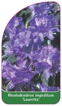 Rhododendron impeditum 'Lauretta'