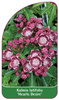 Kalmia latifolia 'Hearts Desire'