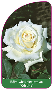 Róza wielkokwiatowa 'Kristine'