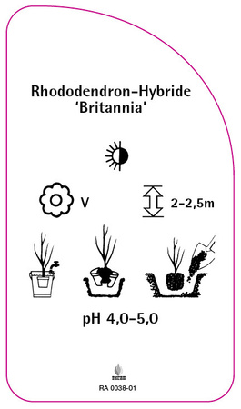 Rhododendron-Hybride 'Britannia'