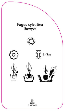 Fagus sylvatica 'Dawyck'