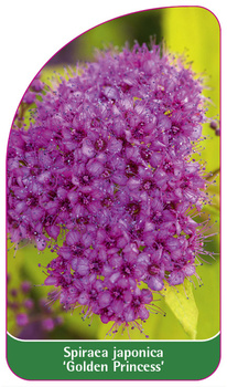 Spiraea japonica 'Golden Princess'