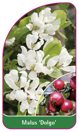 Malus 'Dolgo'