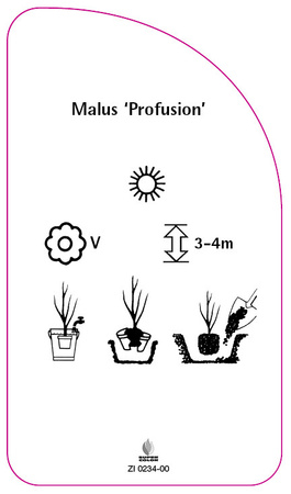 Malus 'Profusion'