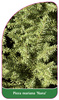 Picea mariana 'Nana'