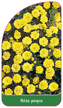 Pnoucí růže č. 313