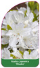 Azalea japonica 'Hisako'