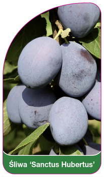 Śliwa 'Sanctus Hubertus'