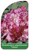 Rhododendron yakushimanum 'Tatjana'