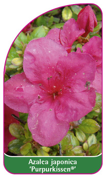 Azalea japonica 'Purpurkissen'