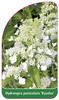 Hydrangea paniculata 'Kyushu'