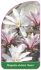 Magnolia stellata 'Rosea'