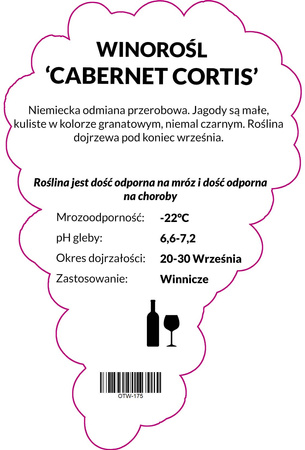 Winorośl Cabernet Cortis