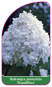 Hydrangea paniculata 'Grandiflora'