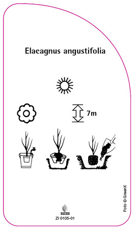 Ealeagnus angustifolia