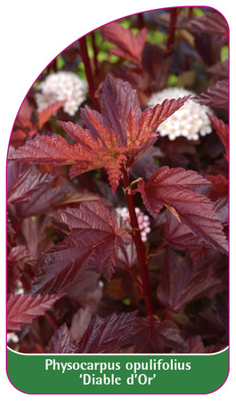 Physocarpus opulifolius 'Diable d'Or'