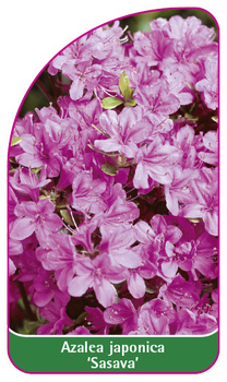 Azalea japonica 'Sasava'