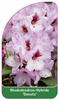 Rhododendron-Hybride 'Danuta'