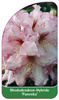 Rhododendron-Hybride 'Panenka'
