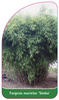 Fargesia murielae 'Simba'