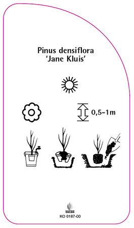 Pinus densiflora 'Jane Kluis'