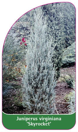 Juniperus virginiana 'Skyrocket'
