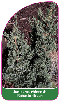 Juniperus chinensis ‘Robusta Green'