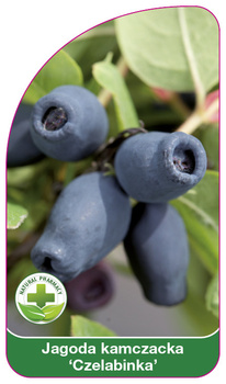 Kamchatka berry "Čelabinka