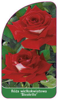 Róza wielkokwiatowa 'Bicolette'