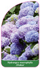 Hydrangea macrophylla 'Otaksa'
